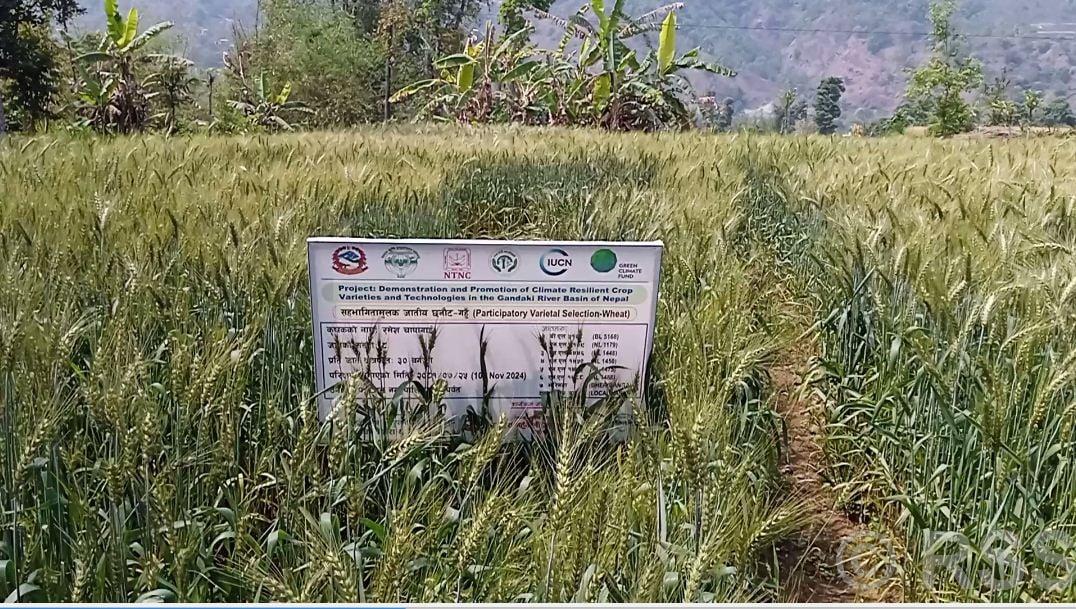 बुढीनन्दाको कोल्टीमा कृषि उपज सङ्कलन केन्द्र सञ्चालन